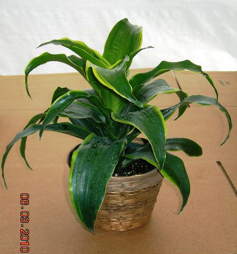 6" Dracaena Dorado